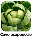 Cavolocappuccio